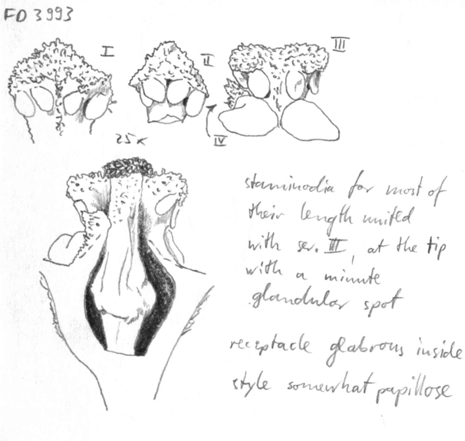 preview Nectandra globosa (Aubl.) Mez